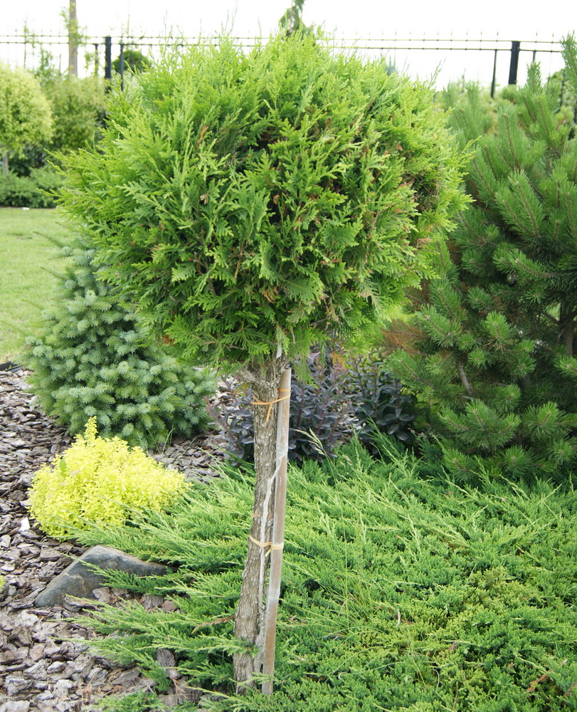 Туя западная `Ховеи`, Thuja occidentalis `Hoveyi` | СадПарад